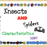 Insects and Spiders Characteristics Sort
